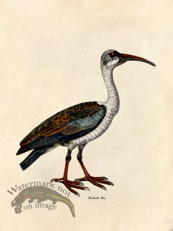 Hadada Ibis - Tribute Bd 28